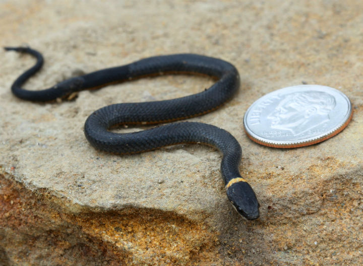 Ringneck Snake